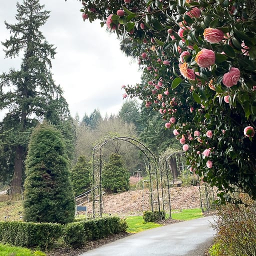 A path through a rose garden under a grey sky